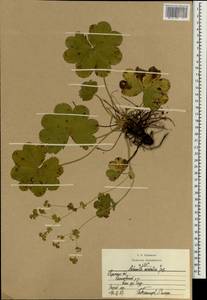 Alchemilla sarmatica Juz., Eastern Europe, Central region (E4) (Russia)