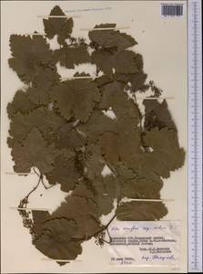 Vitis vinifera L., Middle Asia, Pamir & Pamiro-Alai (M2) (Tajikistan)