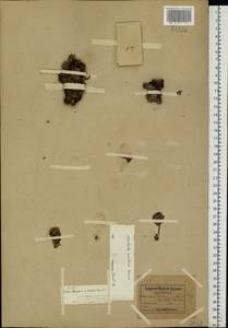 Rhodiola rosea L., Eastern Europe, Northern region (E1) (Russia)