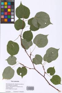 Tilia cordata Mill., Eastern Europe, North-Western region (E2) (Russia)