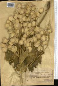 Megacarpaea orbiculata B. Fedtsch., Middle Asia, Western Tian Shan & Karatau (M3) (Kazakhstan)