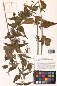 Urtica dioica subsp. pubescens (Ledeb.) Domin, Eastern Europe, North Ukrainian region (E11) (Ukraine)