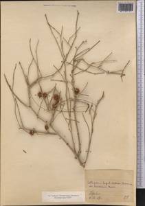 Calligonum caput-medusae Schrenk, Middle Asia, Kopet Dag, Badkhyz, Small & Great Balkhan (M1) (Turkmenistan)