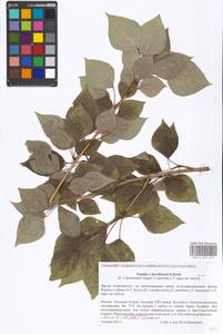 Populus ×berolinensis K. Koch, Eastern Europe, Moscow region (E4a) (Russia)