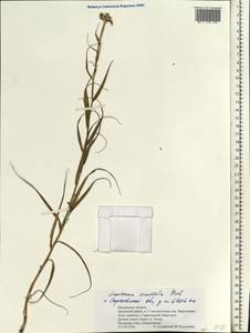 Gelasia ensifolia (M. Bieb.) Zaika, Sukhor. & N. Kilian, Eastern Europe, Middle Volga region (E8) (Russia)