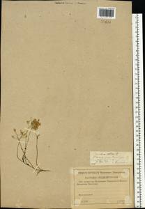 Camelina sativa (L.) Crantz, Eastern Europe, Middle Volga region (E8) (Russia)