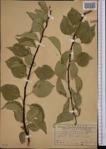 Prunus armeniaca L., Middle Asia, Western Tian Shan & Karatau (M3) (Kazakhstan)