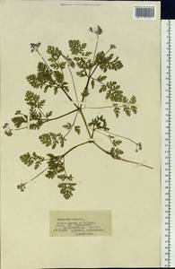 Erodium, Siberia, Baikal & Transbaikal region (S4) (Russia)