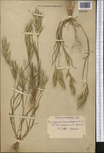 Bromus lanceolatus Roth, Middle Asia, Syr-Darian deserts & Kyzylkum (M7) (Uzbekistan)