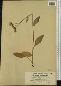 Hieracium wilczekianum subsp. jurassiciforme (Zahn) Zahn, Western Europe (EUR) (Austria)