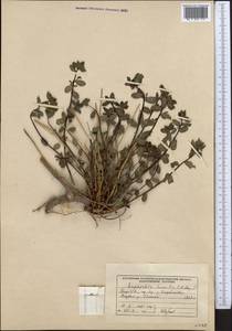 Euphorbia humilis C.A.Mey. ex Ledeb., Middle Asia, Western Tian Shan & Karatau (M3) (Kyrgyzstan)