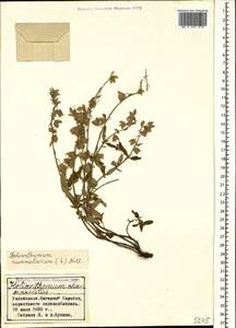 Helianthemum nummularium (L.) Mill., Caucasus, Azerbaijan (K6) (Azerbaijan)