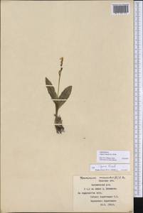 Liparis loeselii (L.) Rich., Eastern Europe, Western region (E3) (Russia)