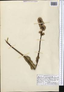 Ligularia macrophylla (Ledeb.) DC., Middle Asia, Northern & Central Tian Shan (M4) (Kazakhstan)