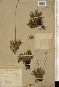 Jurinea coronopifolia Sommier & Levier, Caucasus, Krasnodar Krai & Adygea (K1a) (Russia)
