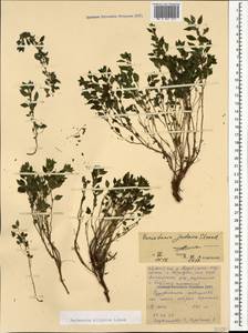 Parietaria judaica L., Caucasus, North Ossetia, Ingushetia & Chechnya (K1c) (Russia)