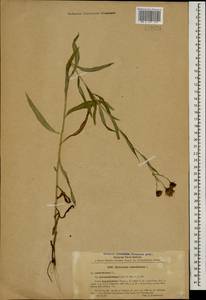 Hieracium umbellatum L., Caucasus, Stavropol Krai, Karachay-Cherkessia & Kabardino-Balkaria (K1b) (Russia)