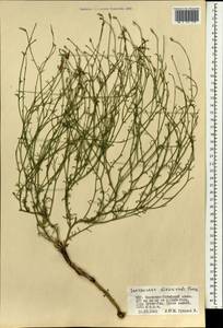 Lipschitzia divaricata (Turcz.) Zaika, Sukhor. & N. Kilian, Mongolia (MONG) (Mongolia)