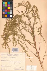 Artemisia arenaria DC., Eastern Europe, Lower Volga region (E9) (Russia)