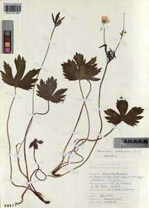 Ranunculus grandifolius C. A. Mey., Siberia, Altai & Sayany Mountains (S2) (Russia)