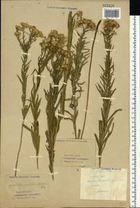 Galatella sedifolia subsp. sedifolia, Eastern Europe, Eastern region (E10) (Russia)