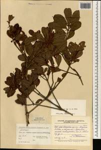 Quercus, South Asia, South Asia (Asia outside ex-Soviet states and Mongolia) (ASIA) (China)