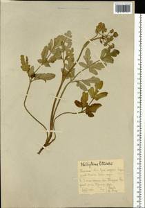 Glehnia littoralis (A. Gray) F. Schmidt ex Miq., Siberia, Russian Far East (S6) (Russia)