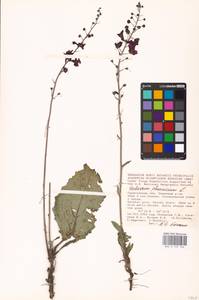 MHA 0 159 104, Verbascum phoeniceum L., Eastern Europe, Lower Volga region (E9) (Russia)