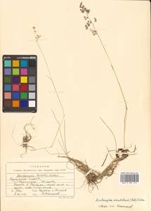 Deschampsia cespitosa subsp. cespitosa, Siberia, Russian Far East (S6) (Russia)