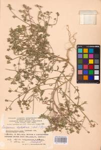 Corispermum pallasii Steven, Eastern Europe, Western region (E3) (Russia)