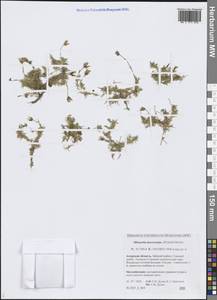 Pseudocherleria macrocarpa (Pursh) Dillenb. & Kadereit, Siberia, Russian Far East (S6) (Russia)