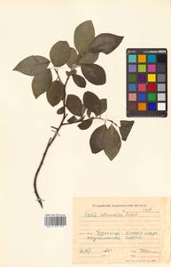 Salix abscondita Laksch., Siberia, Russian Far East (S6) (Russia)