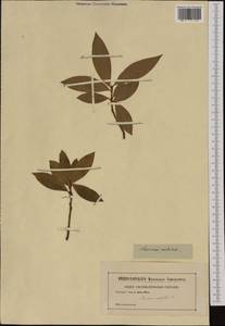 Laurus nobilis L., Western Europe (EUR) (Not classified)