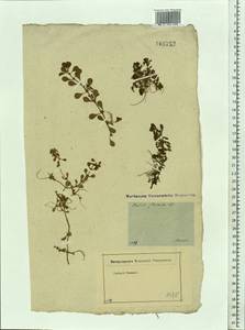 Lythrum portula (L.) D. A. Webb, Eastern Europe, Moscow region (E4a) (Russia)