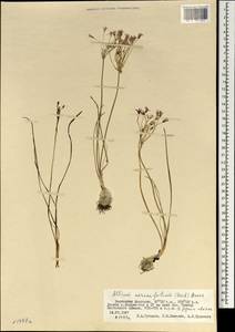 Allium neriniflorum (Herb.) G.Don, Mongolia (MONG) (Mongolia)