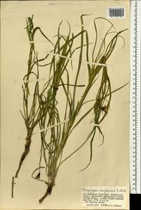 Tragopogon songoricus Nikitin, Mongolia (MONG) (Mongolia)