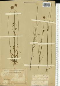 Jasione montana L., Eastern Europe, Volga-Kama region (E7) (Russia)