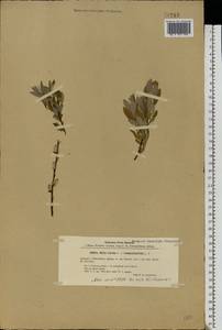 Salix aurita × rosmarinifolia, Eastern Europe, North-Western region (E2) (Russia)