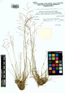 Puccinellia macranthera (V.I.Krecz.) Norl., Siberia, Baikal & Transbaikal region (S4) (Russia)