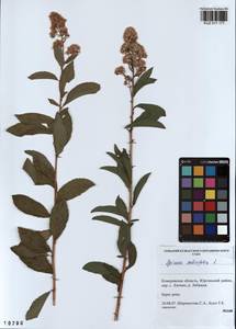 Spiraea salicifolia L., Siberia, Altai & Sayany Mountains (S2) (Russia)