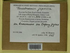 Forsstroemia japonica (Besch.) Paris, Bryophytes, Bryophytes - Russian Far East (excl. Chukotka & Kamchatka) (B20) (Russia)