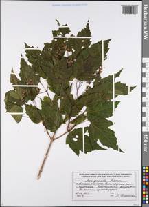 Acer tataricum subsp. ginnala (Maxim.) Wesm., Eastern Europe, Volga-Kama region (E7) (Russia)