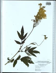 Filipendula ulmaria (L.) Maxim., Eastern Europe, Central region (E4) (Russia)