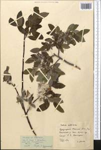 Salix karelinii Turcz. ex Stschegl., Middle Asia, Dzungarian Alatau & Tarbagatai (M5) (Kazakhstan)