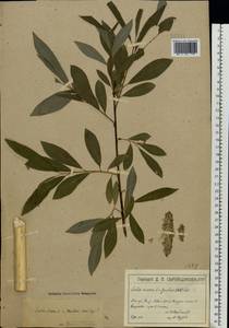 Salix cinerea × viminalis, Eastern Europe, Moscow region (E4a) (Russia)
