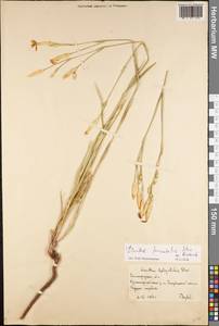 Dianthus pallens M.Bieb., Eastern Europe, Lower Volga region (E9) (Russia)