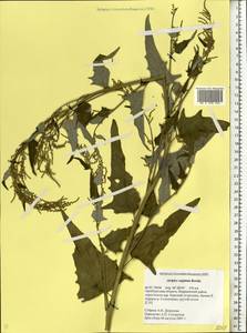 Atriplex sagittata Borkh., Eastern Europe, Eastern region (E10) (Russia)