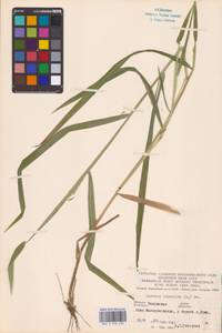 Leersia oryzoides (L.) Sw., Eastern Europe, Central region (E4) (Russia)