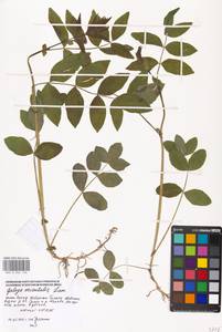 Galega orientalis Lam., Eastern Europe, Moscow region (E4a) (Russia)