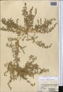 Halocharis hispida (Schrenk) Bunge, Middle Asia, Pamir & Pamiro-Alai (M2) (Uzbekistan)